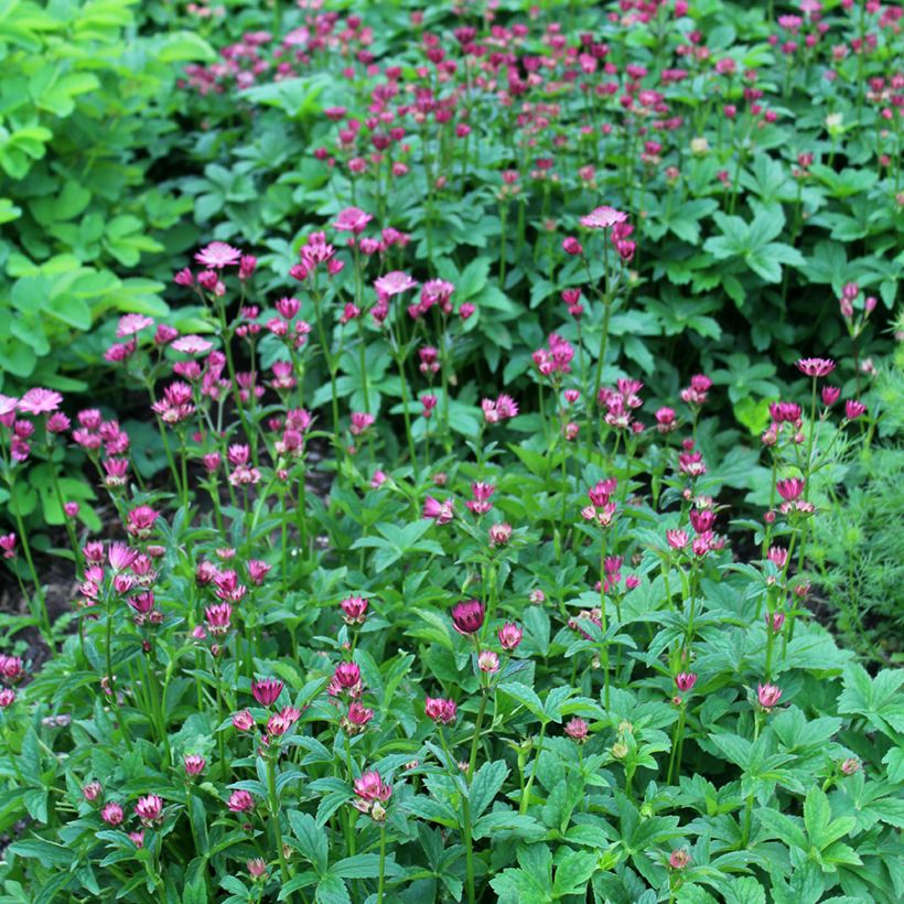 Astrantia Venice - Sterndolde (Hafen)