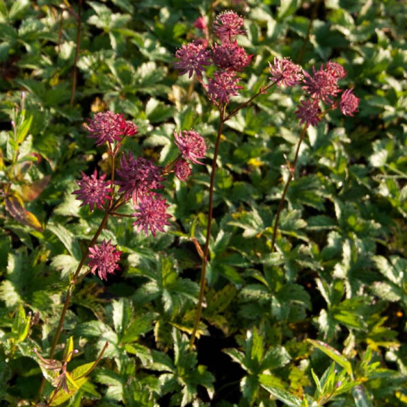 Astrantia Hadspen Blood - Sterndolde (Hafen)