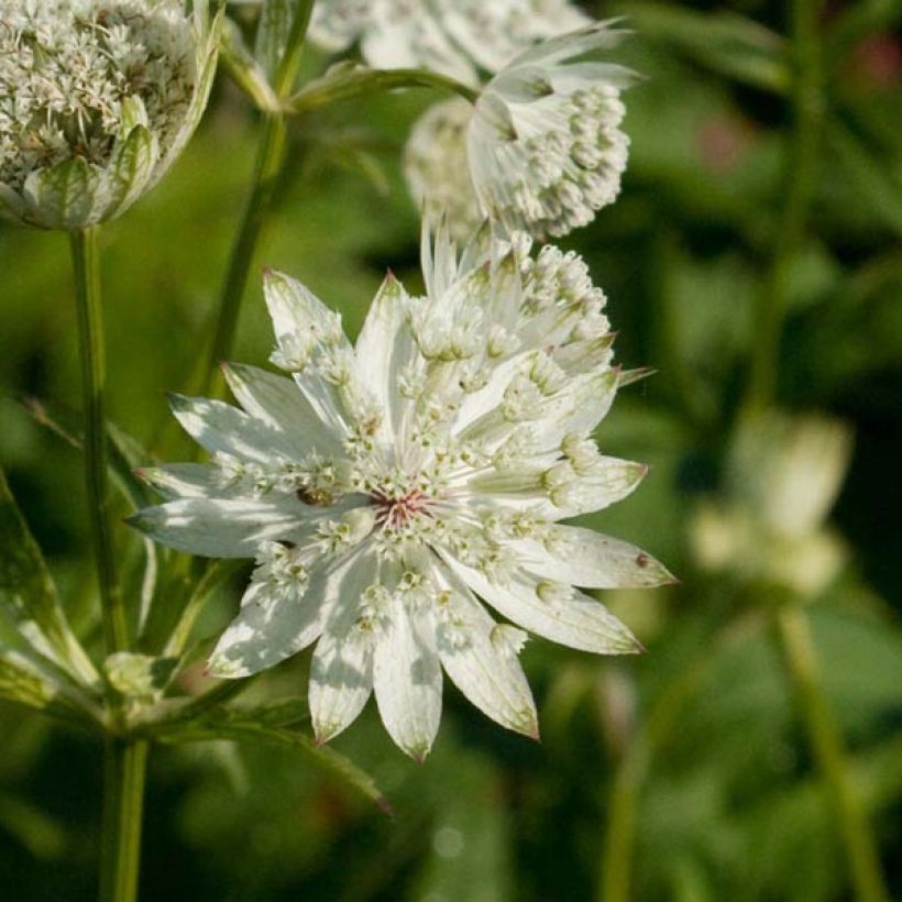 Astrantia Super Star - Sterndolde (Blüte)