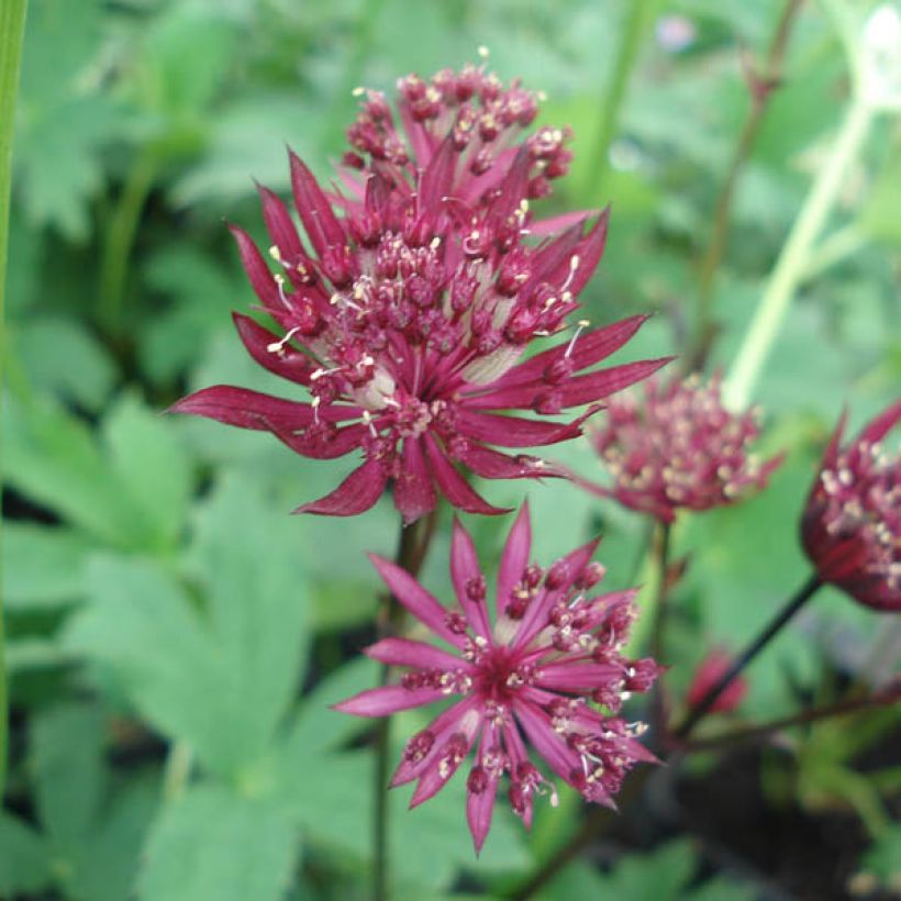 Astrantia Ruby Star - Sterndolde (Blüte)