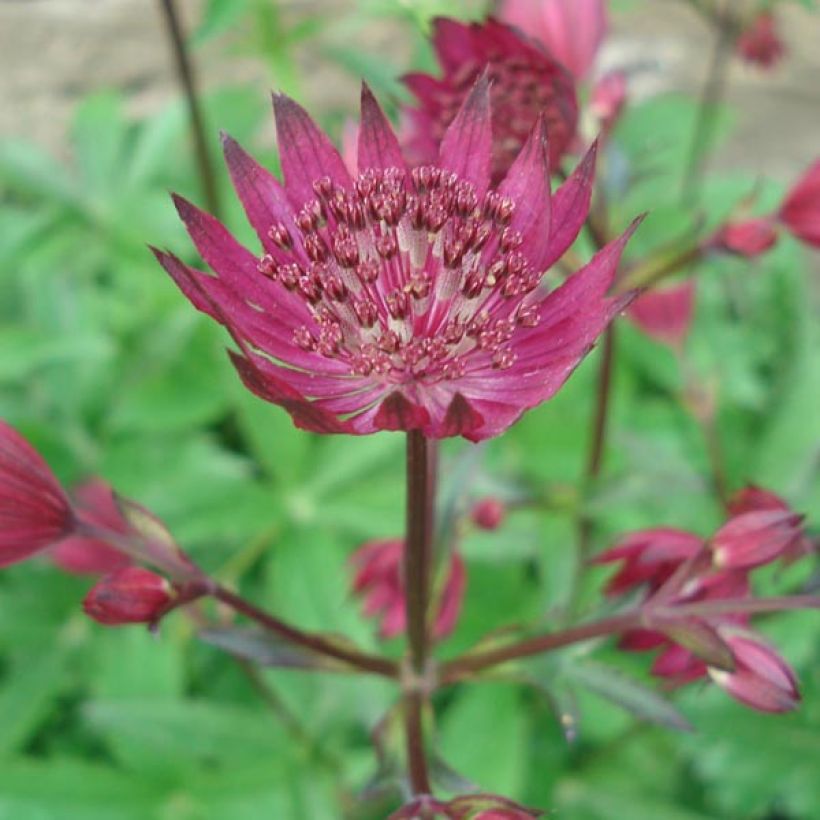 Astrantia Ruby Wedding - Sterndolde (Blüte)