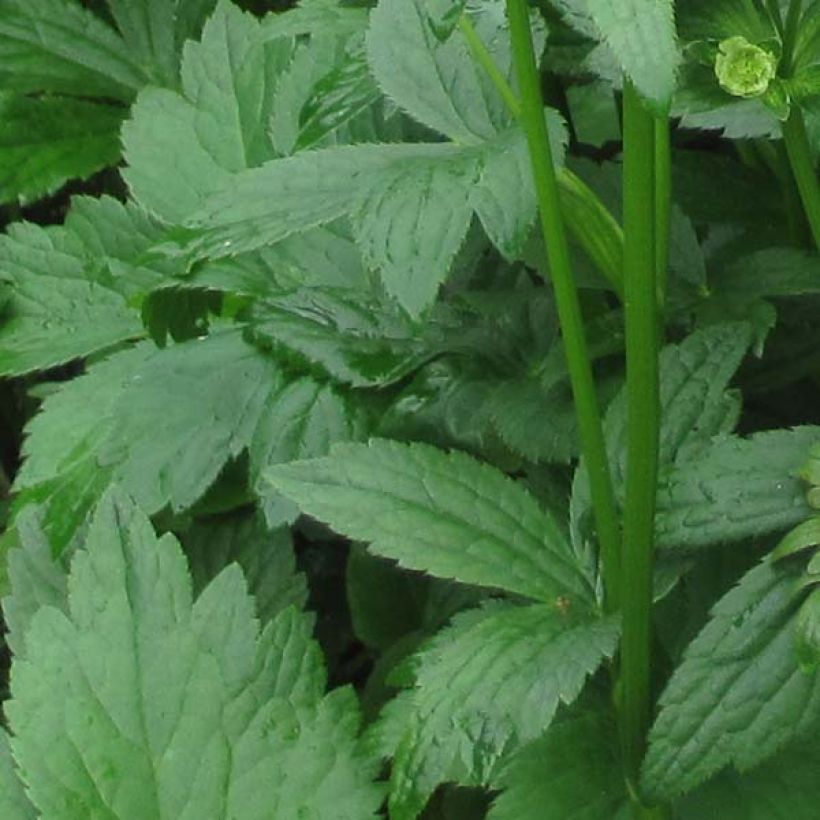 Astrantia Star of Billion - Sterndolde (Laub)