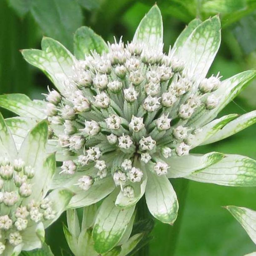 Astrantia Star of Billion - Sterndolde (Blüte)