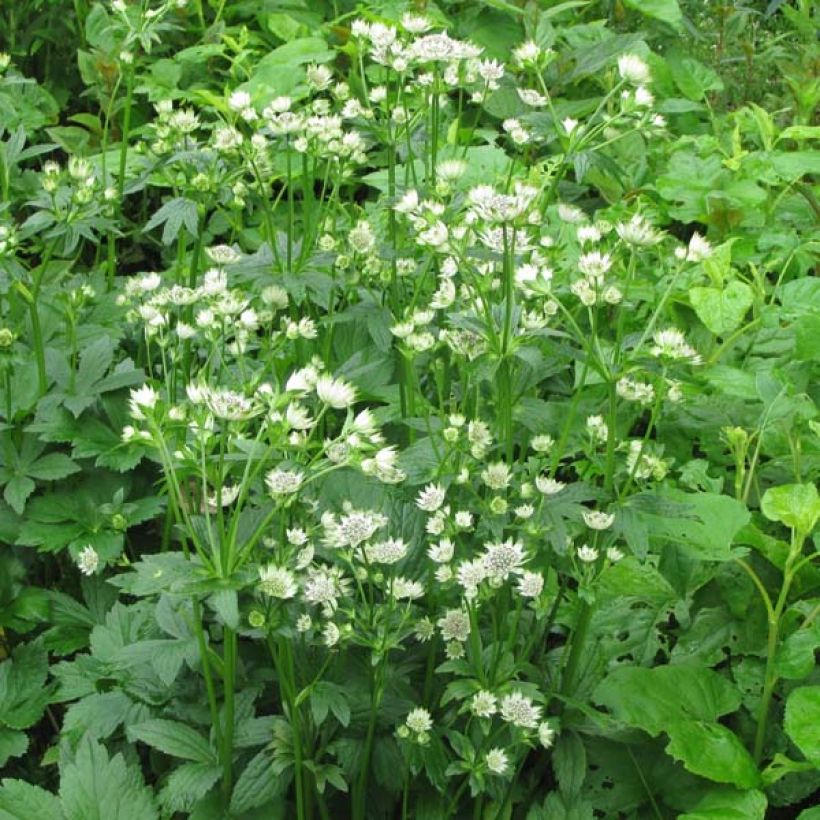 Astrantia Star of Billion - Sterndolde (Hafen)