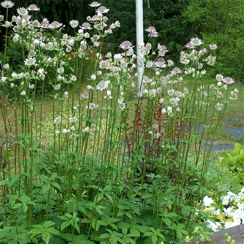 Astrantia major - Große Sterndolde (Hafen)