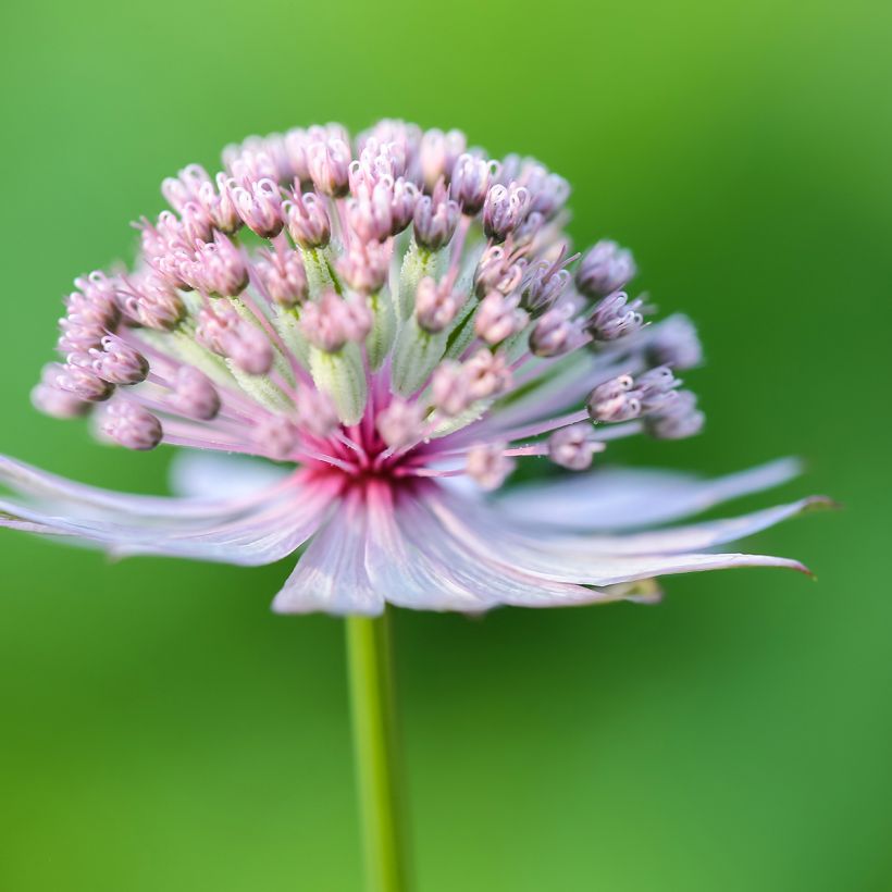 Astrantia major - Große Sterndolde (Blüte)