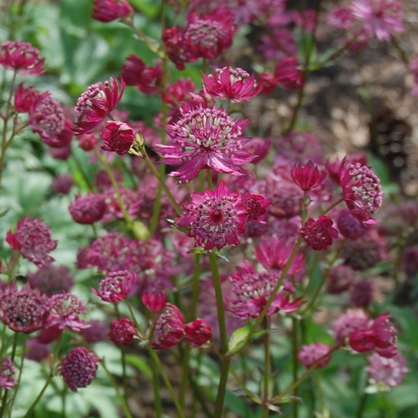 Astrantia Lars - Sterndolde (Blüte)