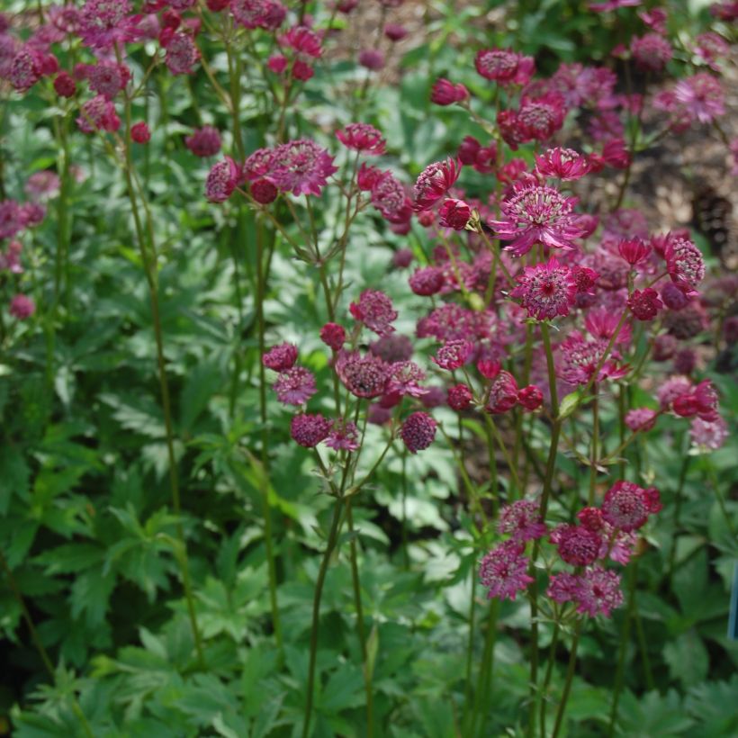 Astrantia Lars - Sterndolde (Hafen)