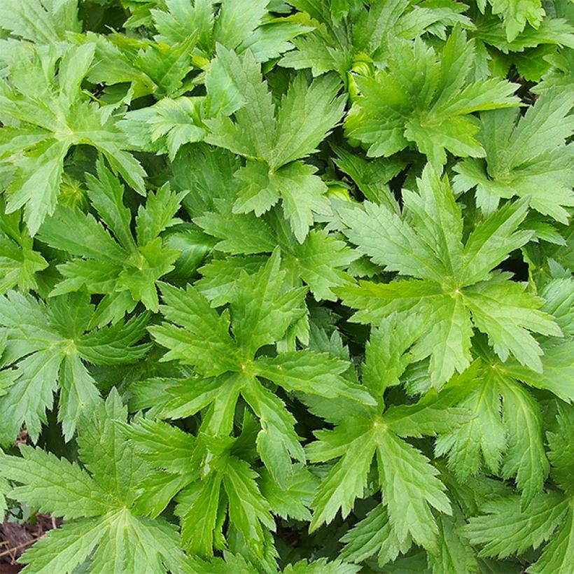 Astrantia Pink Pride - Sterndolde (Laub)