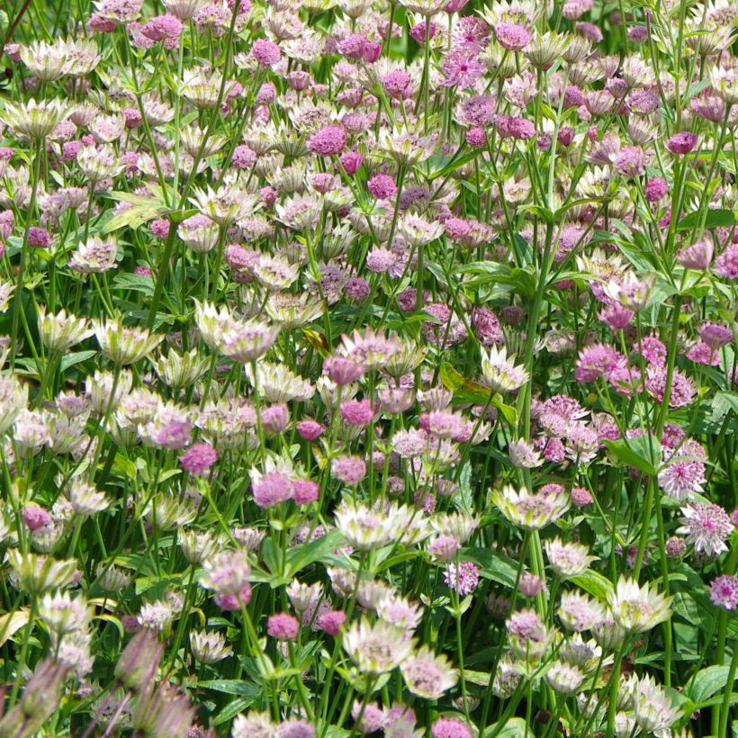 Astrantia Pink Pride - Sterndolde (Blüte)