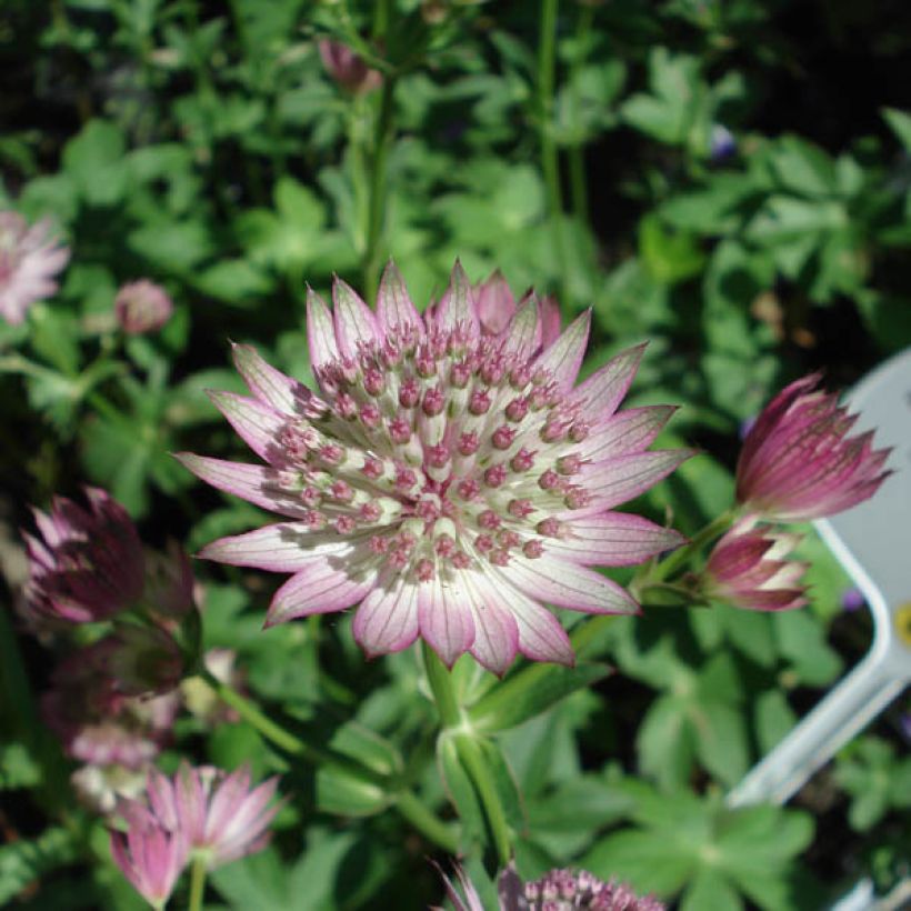 Astrantia Roma - Sterndolde (Blüte)