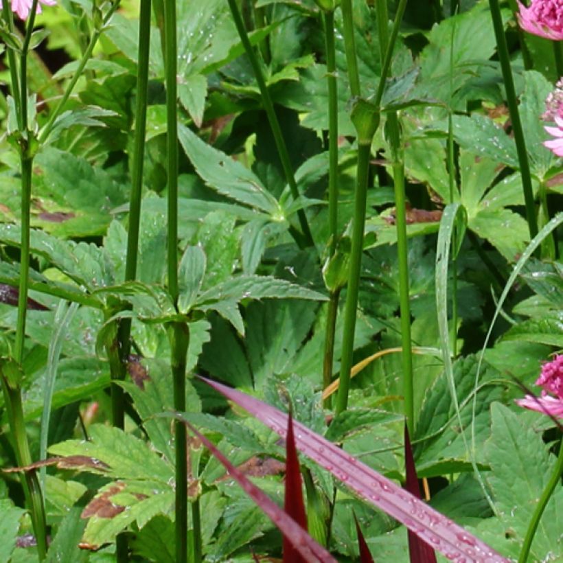 Astrantia Rosensinfonie - Sterndolde (Laub)