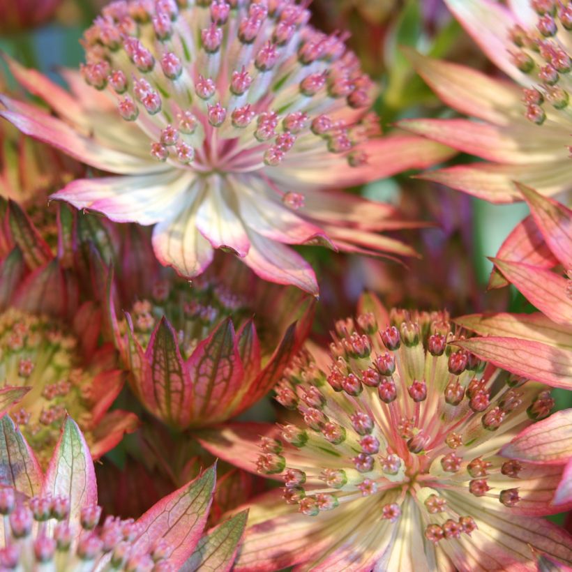 Astrantia Rosensinfonie - Sterndolde (Blüte)