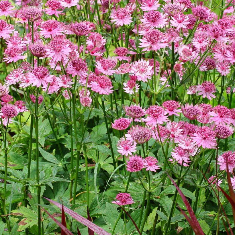 Astrantia Rosensinfonie - Sterndolde (Hafen)