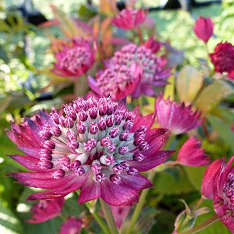 Astrantia Star of Treasure - Sterndolde (Blüte)