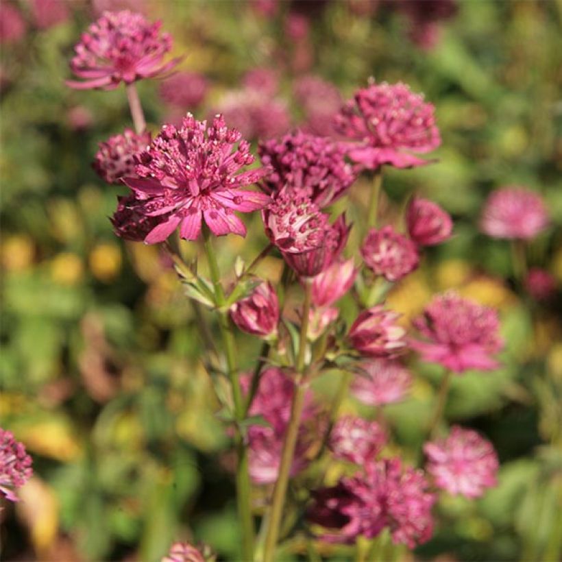 Astrantia Washfield - Sterndolde (Blüte)