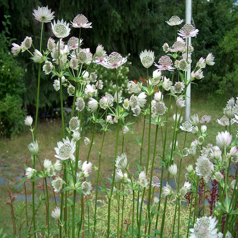 Astrantia major Alba - Sterndolde (Hafen)