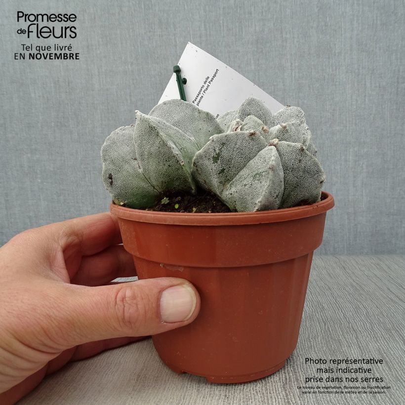 Exemplar von Astrophytum myriostigma - Bonnet d'evêque Pot de 13 cm wie im Herbst geliefert