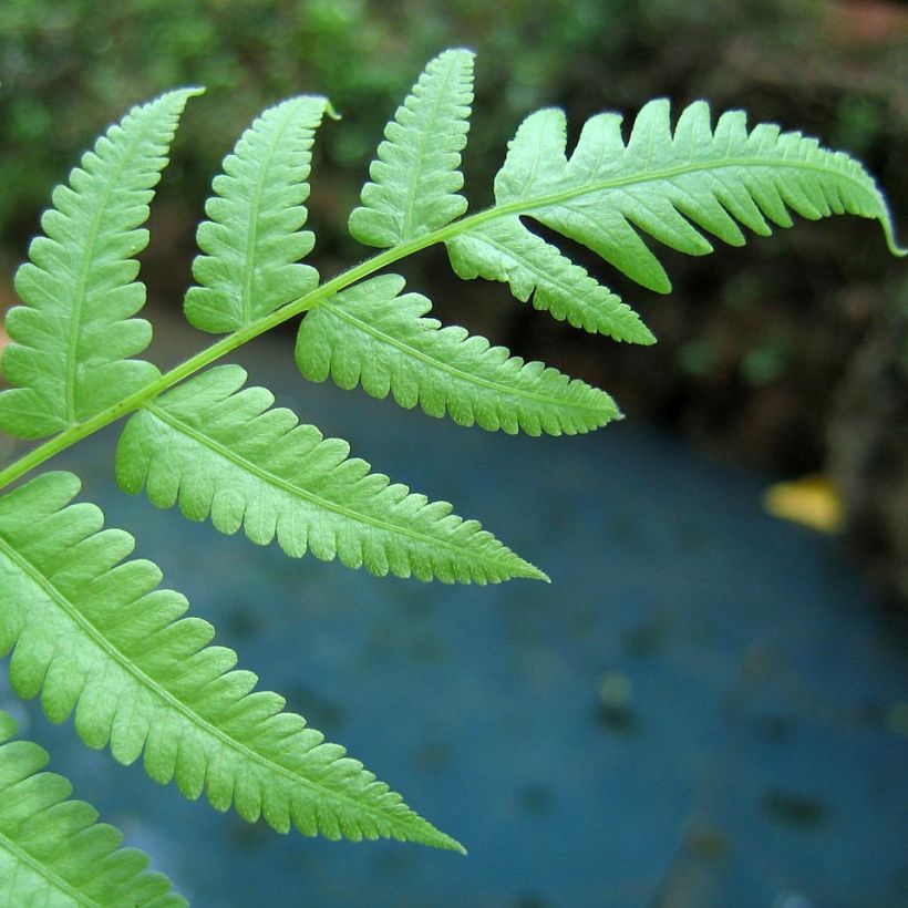 Athyrium filix-femina - Wald-Frauenfarn (Laub)