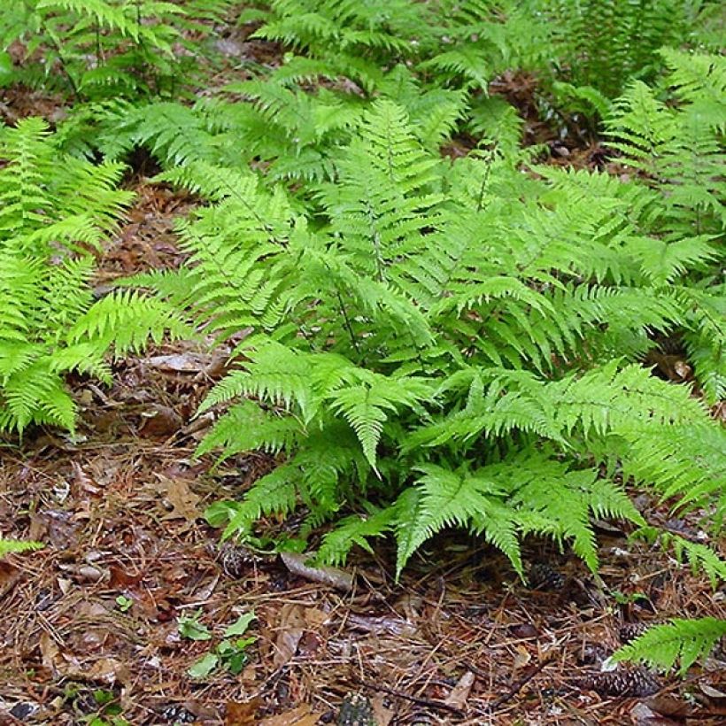 Athyrium filix-femina - Wald-Frauenfarn (Hafen)