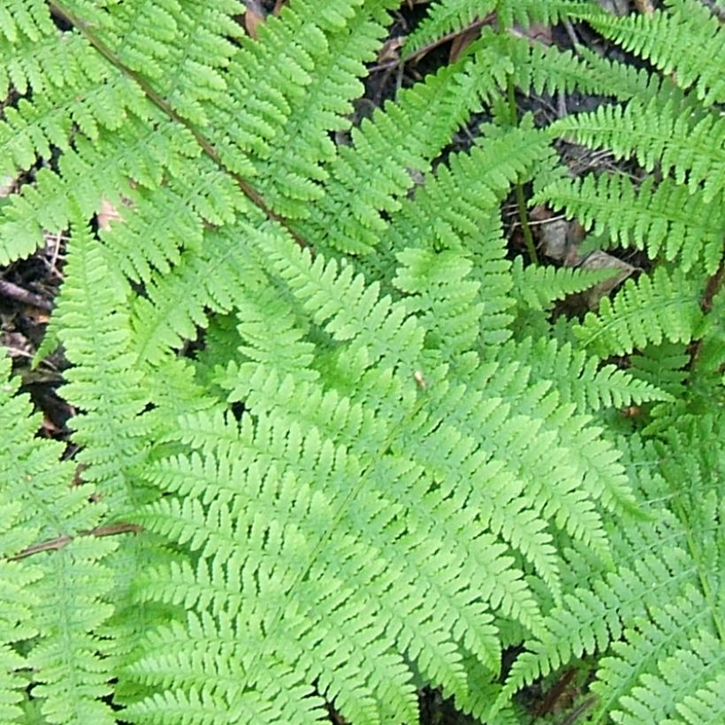 Athyrium filix-femina Cruciatum Group - Wald-Frauenfarn (Laub)