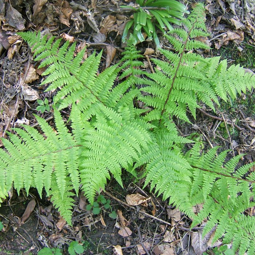 Athyrium filix-femina Cruciatum Group - Wald-Frauenfarn (Hafen)