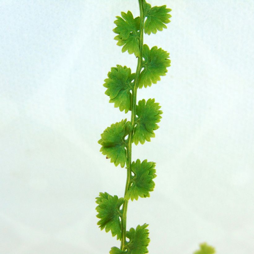 Athyrium filix-femina Frizelliae - Wald-Frauenfarn (Laub)