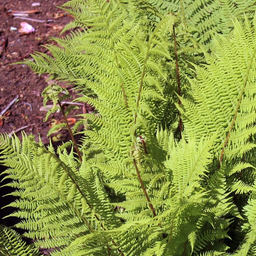 Athyrium filix-femina Rotstiel - Wald-Frauenfarn (Laub)