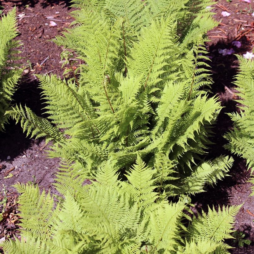 Athyrium filix-femina Rotstiel - Wald-Frauenfarn (Hafen)