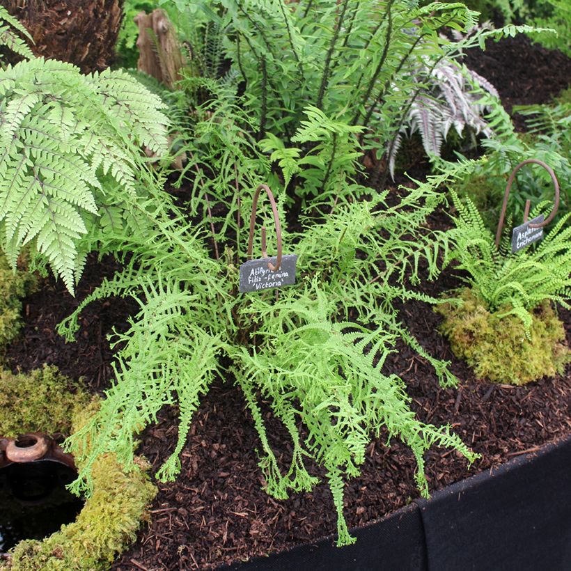 Athyrium filix-femina Victoriae - Wald-Frauenfarn (Hafen)