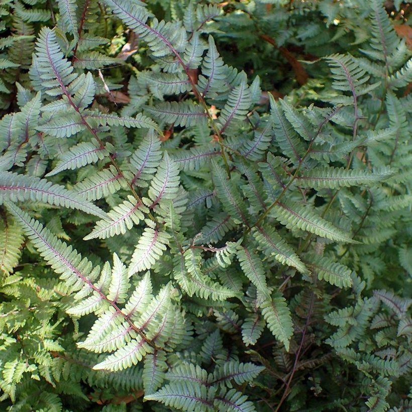 Athyrium niponicum Burgundy Lace - Regenbogenfarn (Hafen)