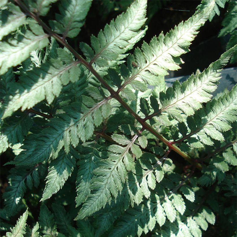 Athyrium niponicum Ursula's red - Regenbogenfarn (Laub)