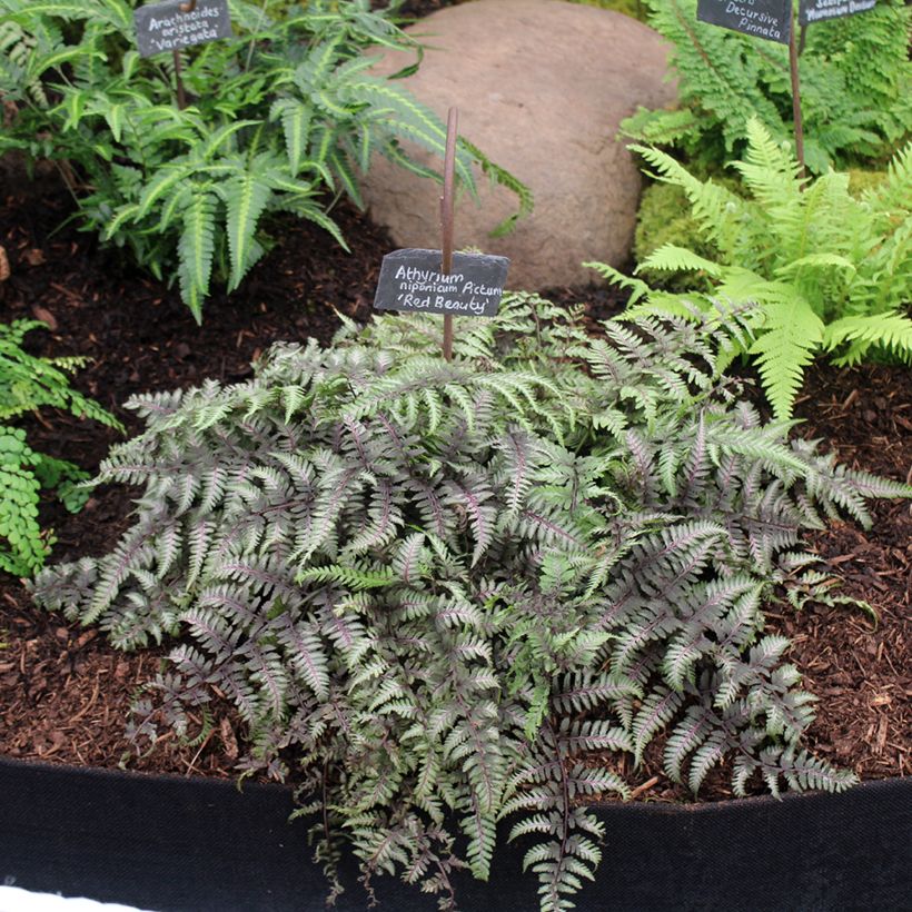 Athyrium niponicum var. pictum Red Beauty - Regenbogenfarn (Hafen)