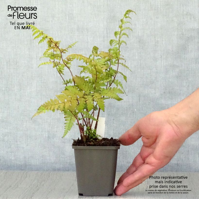 Exemplar von Athyrium vidalii - Asiatischer Frauenfarn Kleine Töpfe von 8/9 cm wie im Frühjahr geliefert