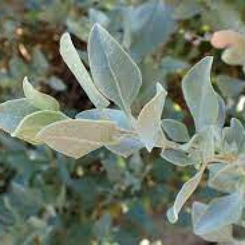 Atriplex halimus - Strauch-Melde (Laub)