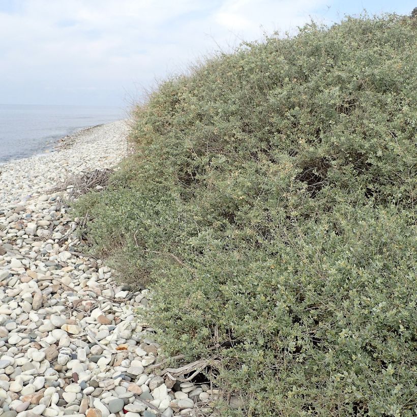 Atriplex halimus - Strauch-Melde (Hafen)