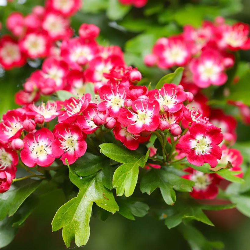 Crataegus laevigata Crimson Cloud - Zweigriffliger Weißdorn (Blüte)