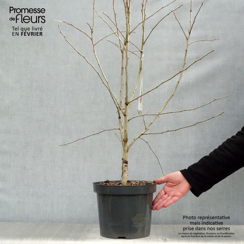 Exemplar von Aubépine - Crataegus laevigata Paul's Scarlet 80/120cm en pot de 7,5/10L wie im Winter geliefert