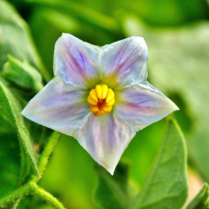 Aubergine Classic hybrid F1 (Blüte)