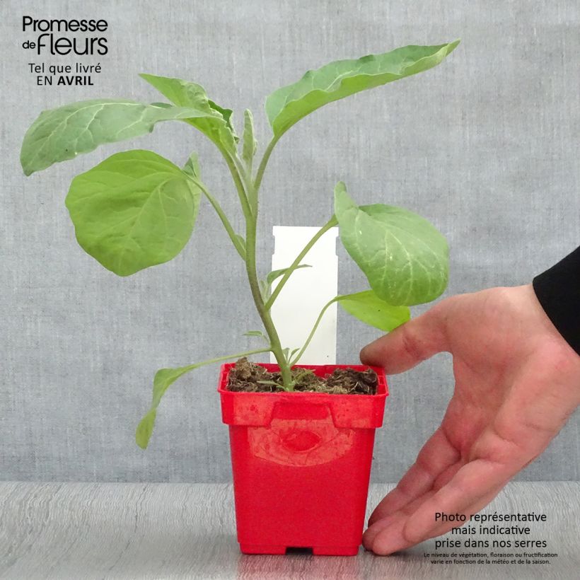 Exemplar von Aubergine Classic hybrid F1 Pot de 10 cm/11cm wie im Frühjahr geliefert