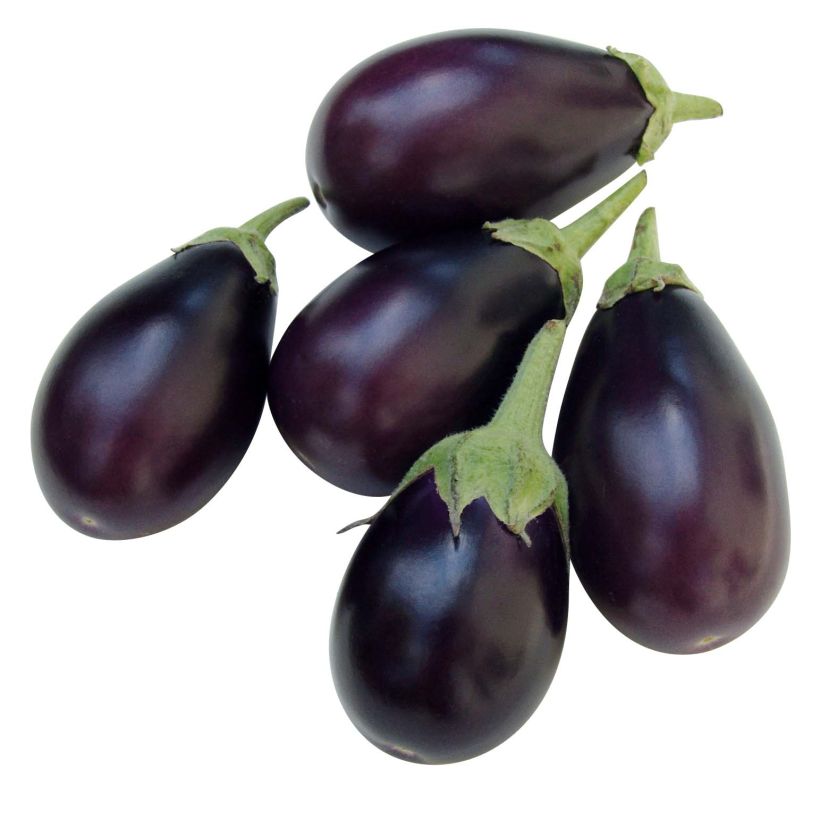 Aubergine Ophelia F1 (Pflanzen) (Ernte)