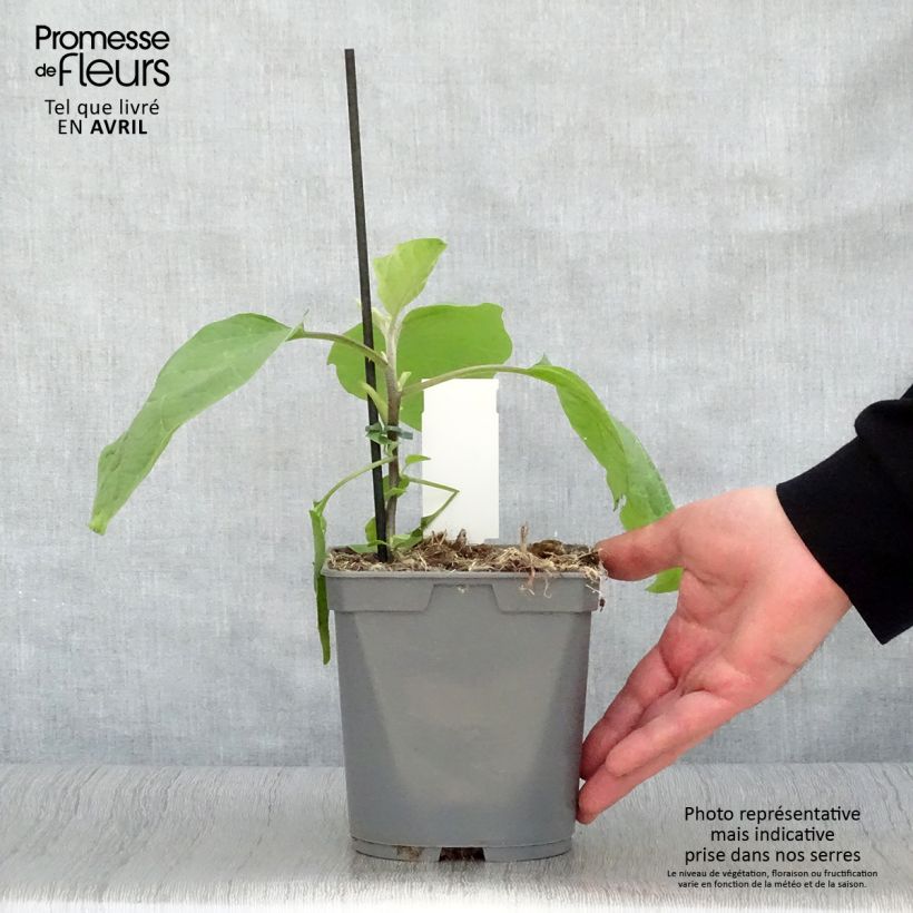 Exemplar von Aubergine Sultane en plants GREFFES en pot  Pot de 10 cm/11cm wie im Frühjahr geliefert