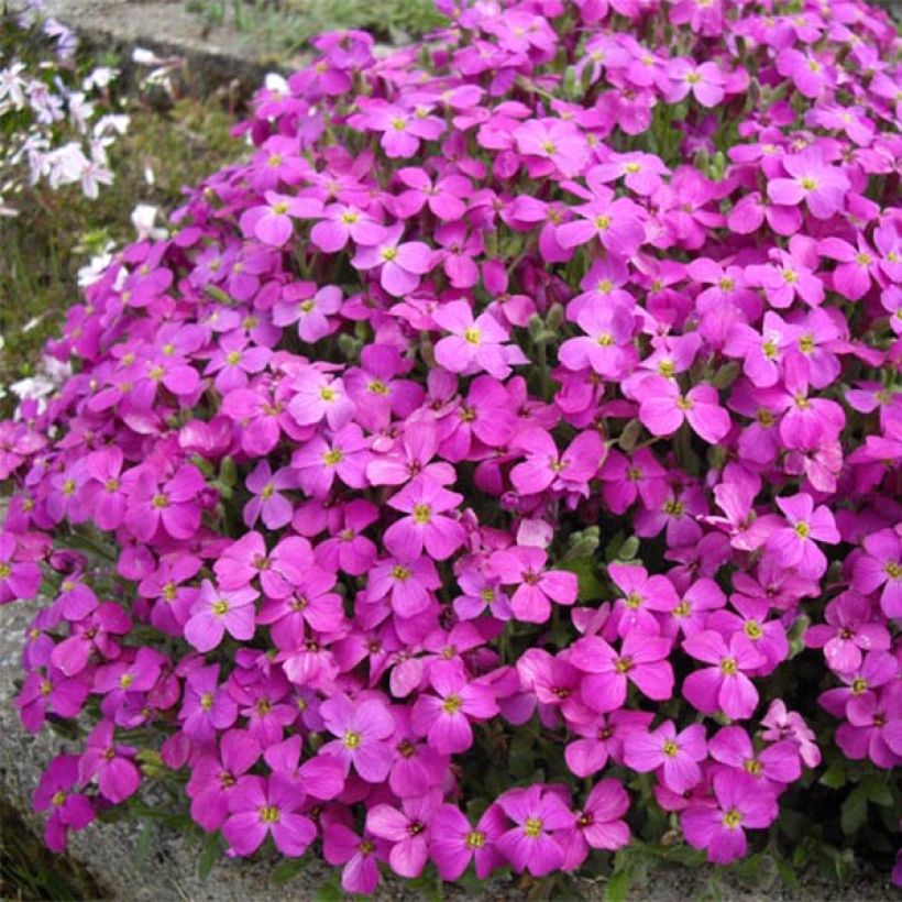 Blaukissen Bressingham Red - Aubrieta (Hafen)