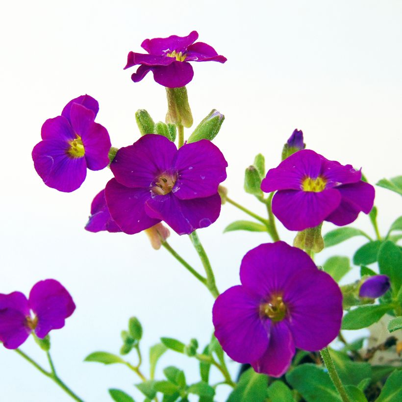 Blaukissen Bressingham Red - Aubrieta (Blüte)