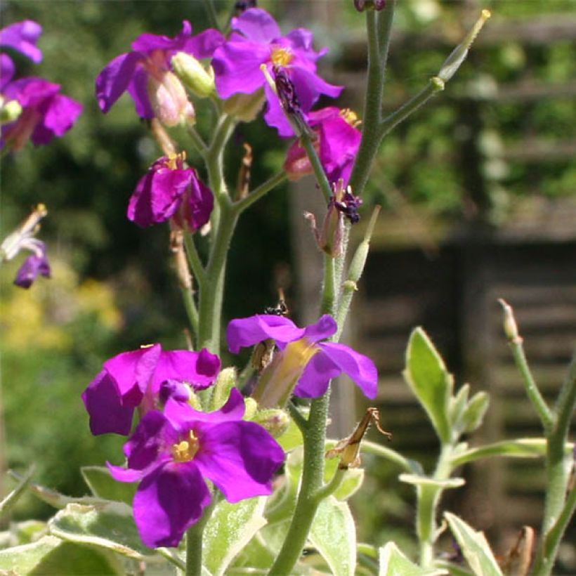 Blaukissen Dr Mules Variegated - Aubrieta (Blüte)