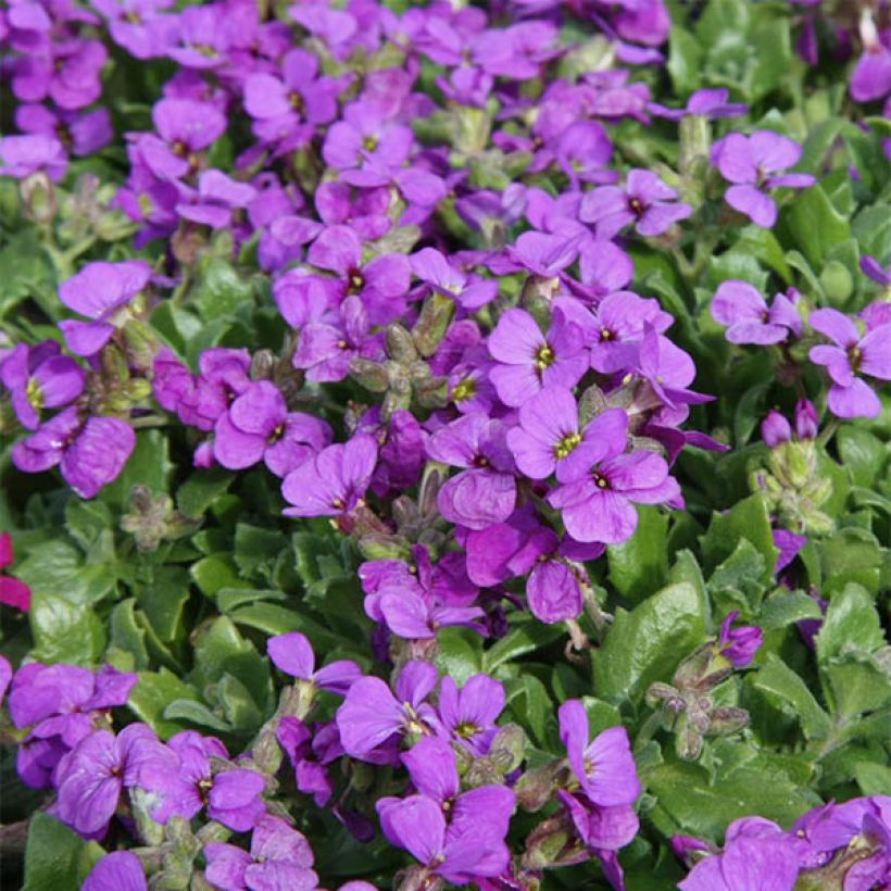 Blaukissen Hamburger Stadtpark - Aubrieta (Blüte)