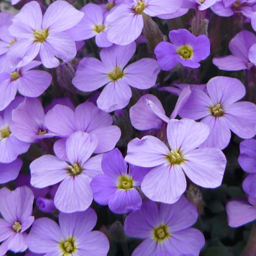 Blaukissen Novalis Blue - Aubrieta (Blüte)