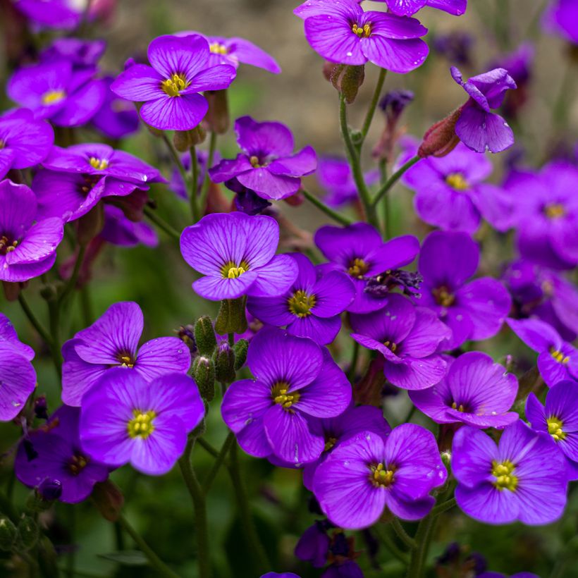 Blaukissen Royal Blue - Aubrieta (Blüte)