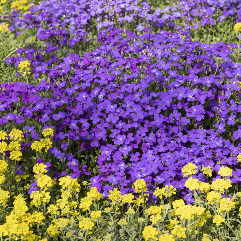 Blaukissen Royal Blue - Aubrieta (Hafen)