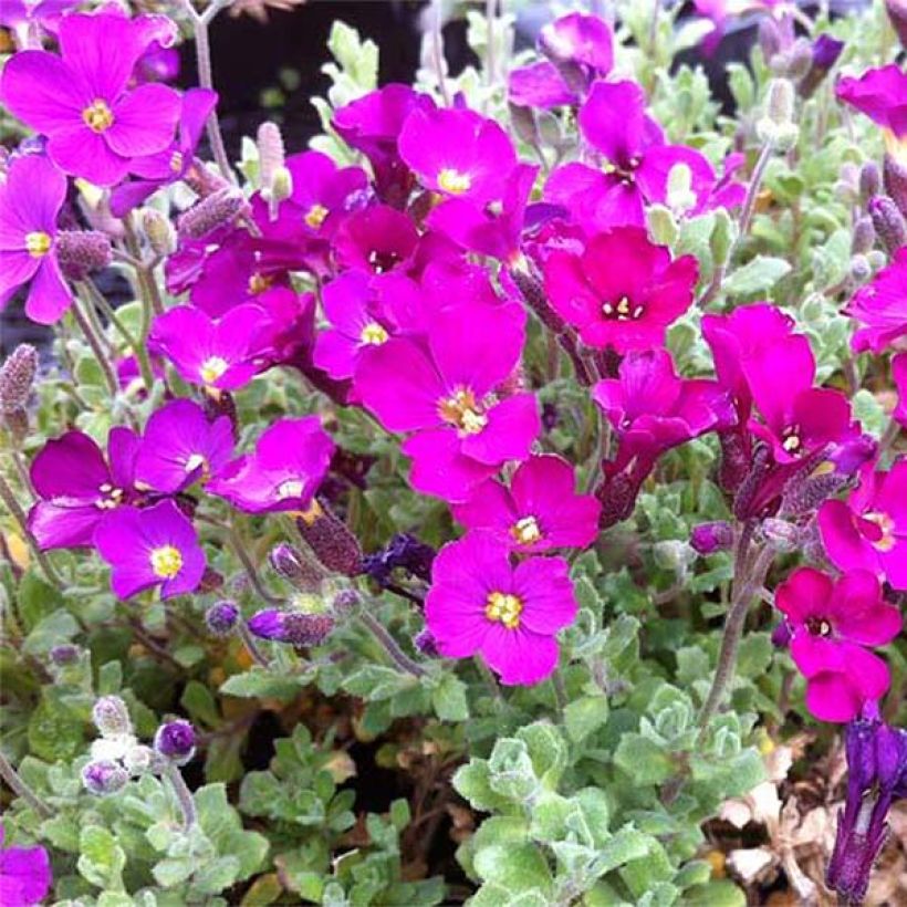 Blaukissen Cascade Red - Aubrieta (Blüte)